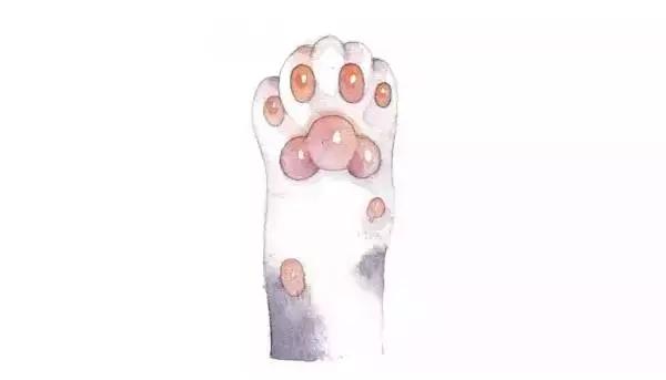 猫爪肉球形状判断猫咪性格,猫咪肉球颜色决定猫咪性格