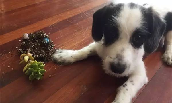 狗狗被蜜蜂蛰的图片,被蜜蜂蛰的狗狗原视频