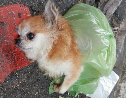 母狗正在生崽被人毒打,母狗怀孕胎死腹中