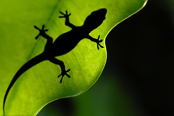 什么动物的肾可以补,什么动物的肾最补肾