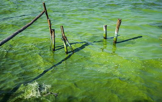 水体出现蓝藻怎么解决,水体蓝藻怎么治理