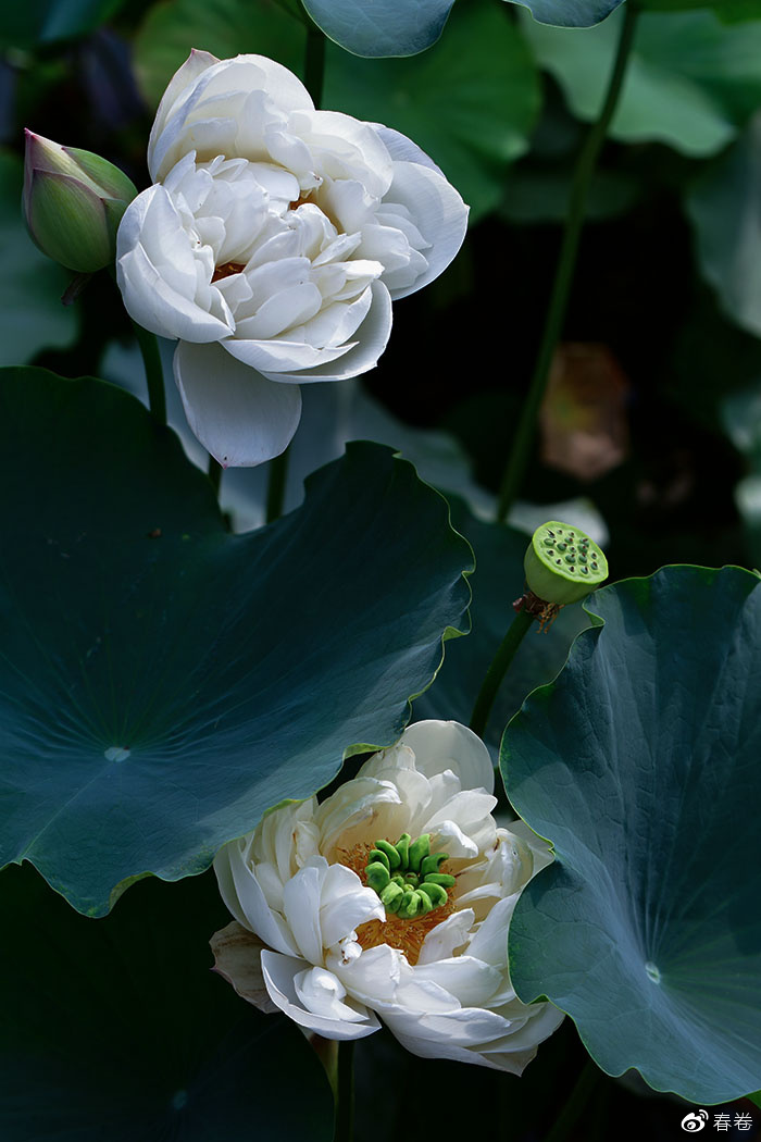 尼康和腾龙合作的镜头,尼康腾龙长变焦镜头比较