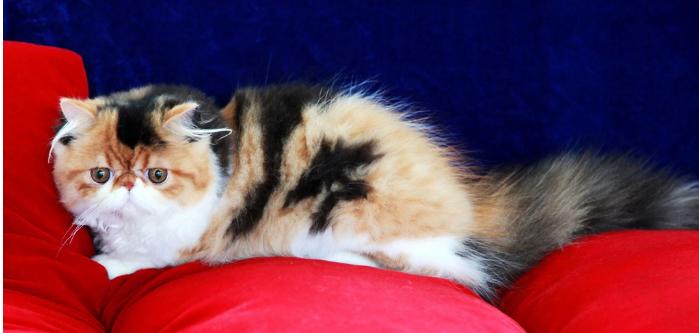 真正加菲猫十分可爱,真实的加菲猫