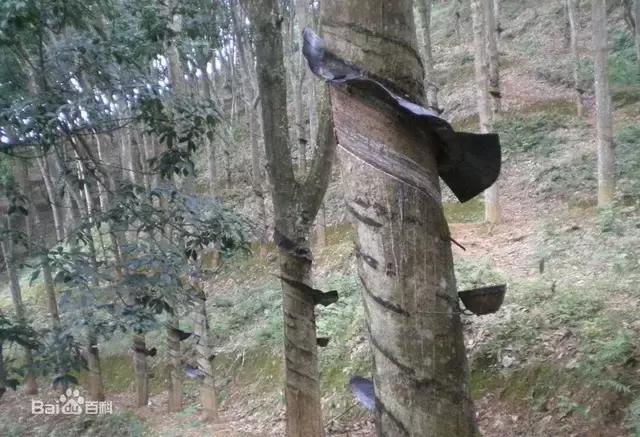 所有老司机都应该感谢这棵树，是它才成就了汽车行业