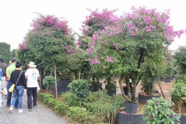 云南花海之行,云南花海基地旅游攻略