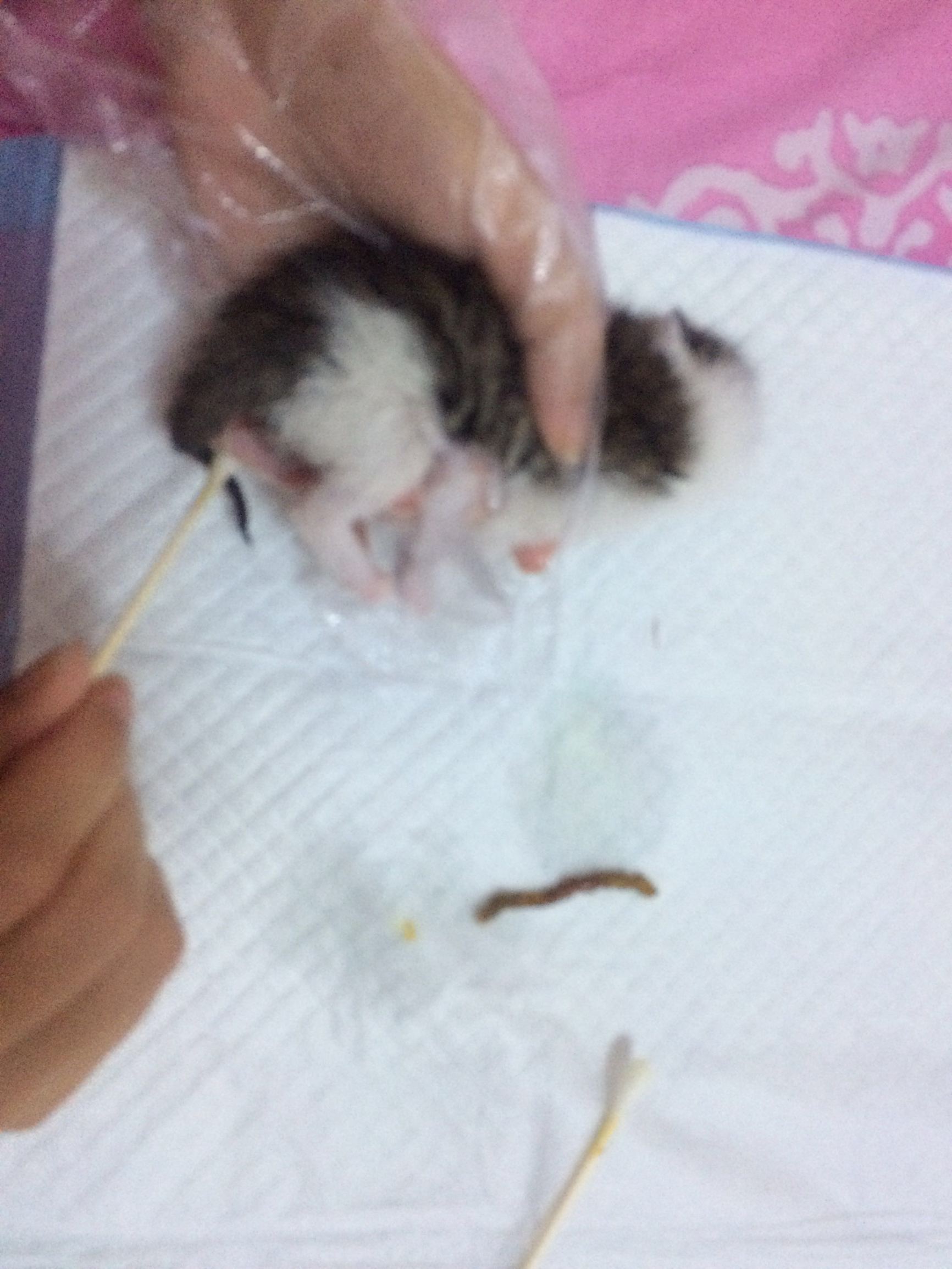 小奶猫救活了怎么喂养,小奶猫救援案例