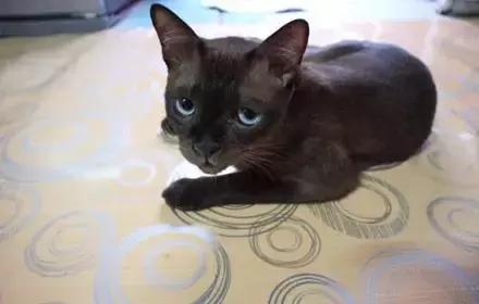 猫咪眼睑内翻解决办法,猫咪下眼睫毛内翻割眼皮后闭不上