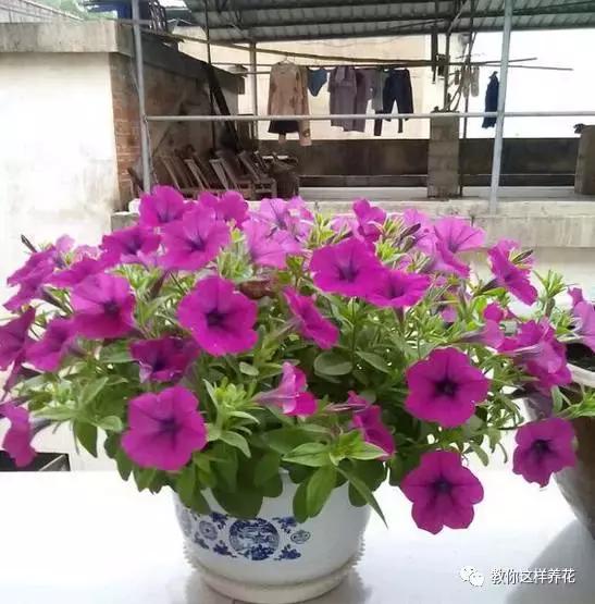 她把这些花养成了花球，竟然靠的是小小剪刀一把？