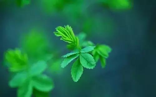 夏天到了心里燥热推荐什么茶,秋冬喝这几款茶基本不怕感冒