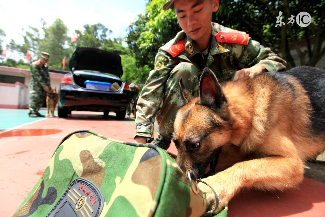 德国牧羊犬怎么喂养德牧幼犬,德国牧羊犬和边牧哪个更适合家养
