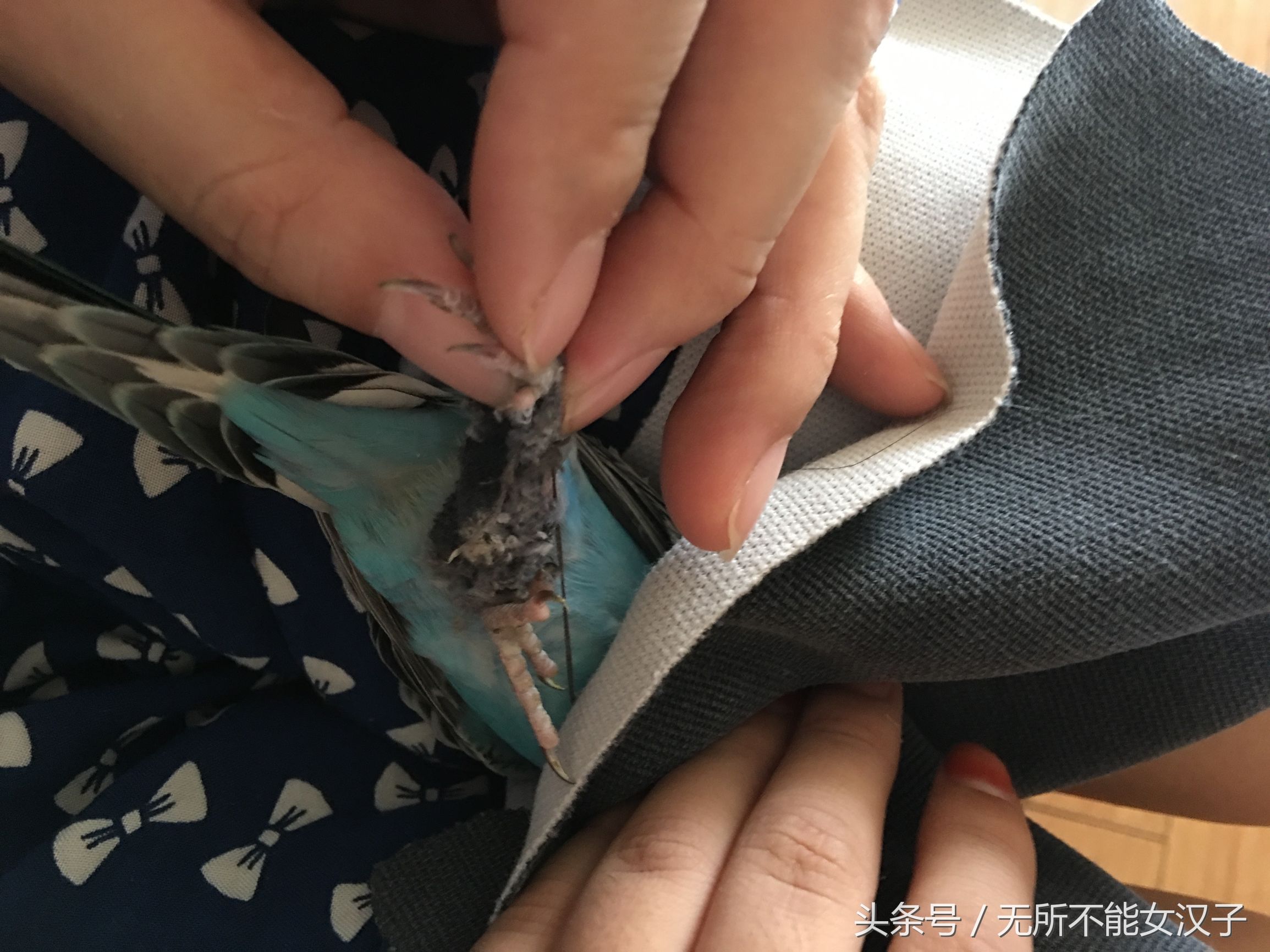 虎皮八字脚矫正几天,八字腿矫正后的鹦鹉