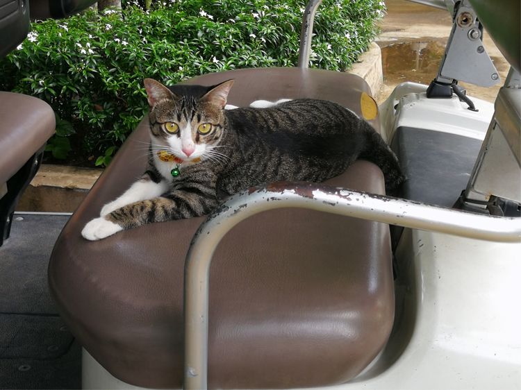 美女旅游日记连载｜泰国环游随记（五）