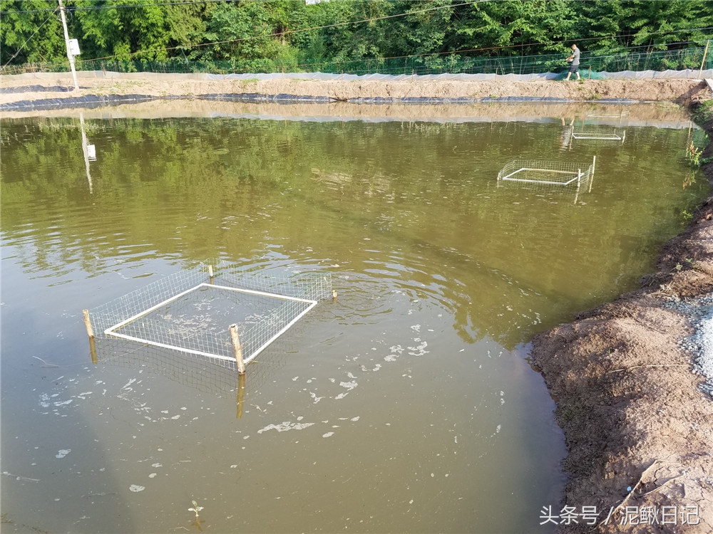 创业养殖鲫鱼,养殖泥鳅和鲫鱼哪个效益高