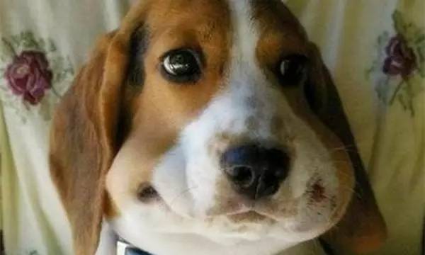 狗狗被蜜蜂蛰的图片,被蜜蜂蛰的狗狗原视频