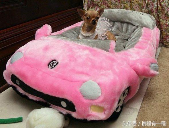 王思聪可以带狗上飞机吗 (王思聪飞机可以带狗吗)