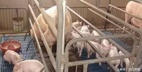 氯前列烯醇母猪的正确用法,氯前列烯醇注射哪个部位最好