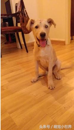 可怜两个月小流浪狗遭人虐待，尽管浑身伤口却不愿放弃生存的希望