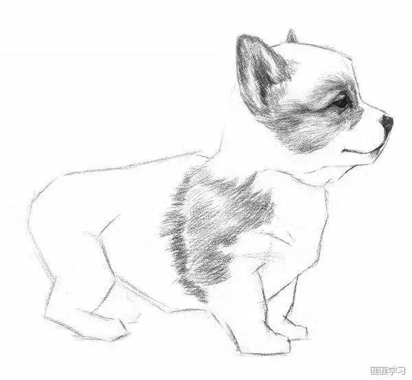 素描大熊猫,零基础怎么画出可爱猫咪素描教程