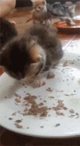 橘猫奇怪睡姿,橘猫睡了一觉