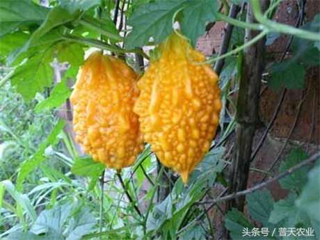 癞葡萄的种植方法和时间,癞葡萄怎么种植