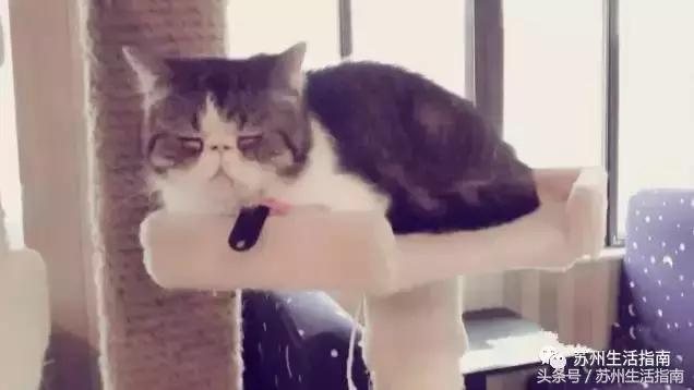 撸猫撸狗好去处苏州,苏州可以撸猫的园