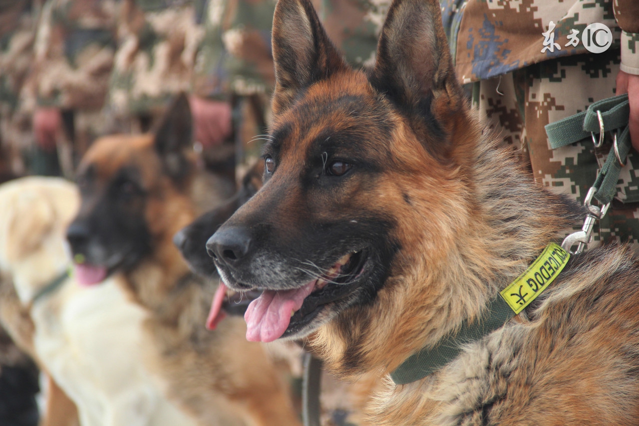 德国牧羊犬怎么喂养德牧幼犬,德国牧羊犬和边牧哪个更适合家养