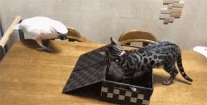 网购时商家送了个小面膜,没想这么小,给猫试了下,结果……