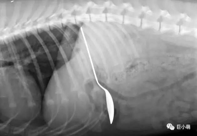 狗狗吞食异物如何知道它是否吐完,如果狗狗看见地上的食物吃怎么办