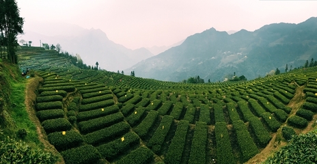 种茶叶的农民,种茶叶农民