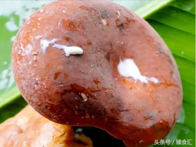 野生菌的食用与安全,野生菌安全吃法