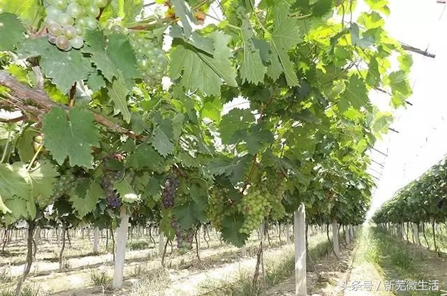 采摘葡萄正当时,采摘梨子正当时
