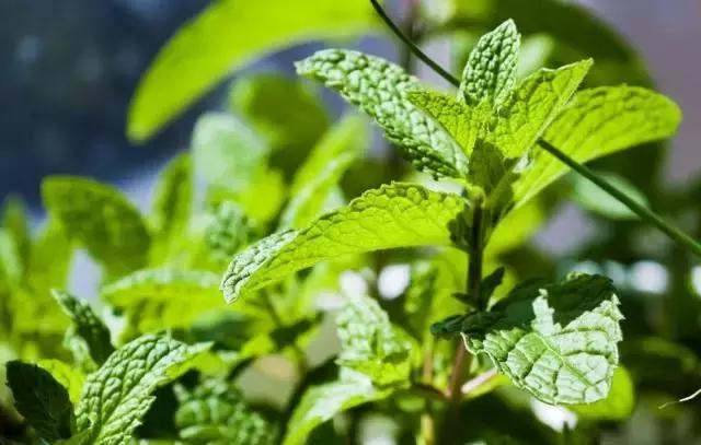 大暑温馨提醒你注意什么,大暑即将来临的视频