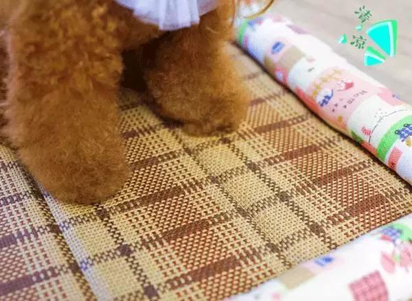 最好看的狗狗床,夏季狗专用床