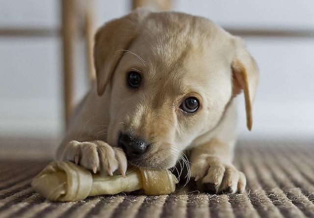 闲话毛小孩之狗食进化论