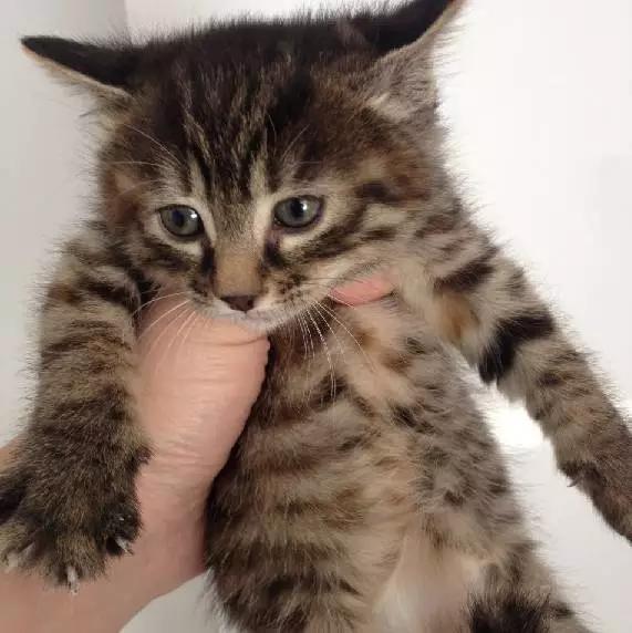 上海嘉定哪里有免费领养狗,瑶海区附近最近的宠物领养