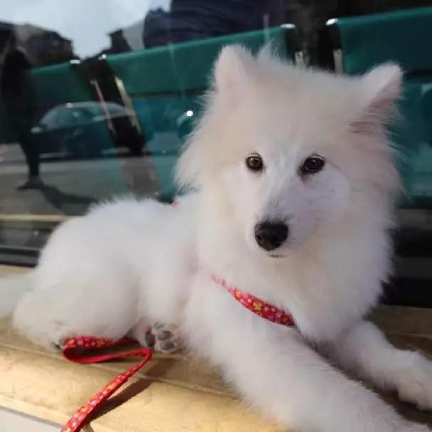 上海嘉定哪里有免费领养狗,瑶海区附近最近的宠物领养