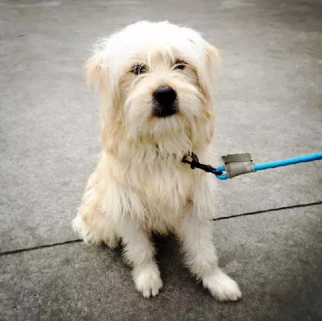 2022上海宠物领养中心官网,上海宠物领养日申请领养概率