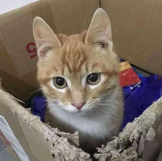 上海猫咪领养虹口,喵小汪宠物领养