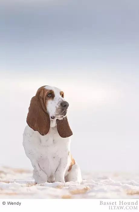 动物世界犬种-巴吉度猎犬