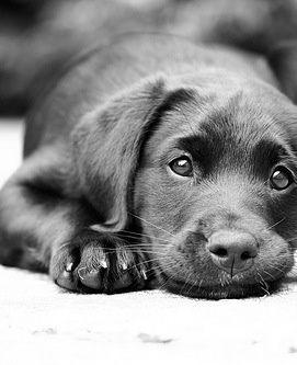 闲话毛小孩之狗食进化论