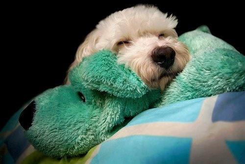 闲话毛小孩之狗食进化论