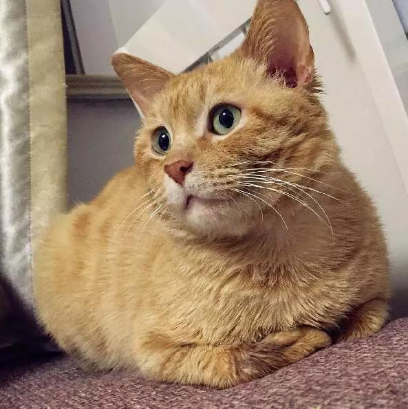 上海猫咪领养虹口,喵小汪宠物领养