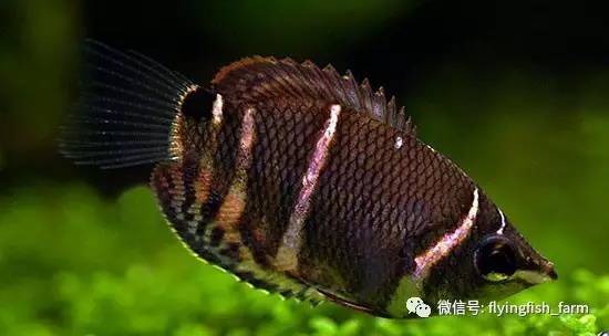 什么叫口孵,口字偏旁的秘密