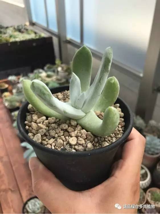 2022年国内多肉展览会,日本限时特卖会