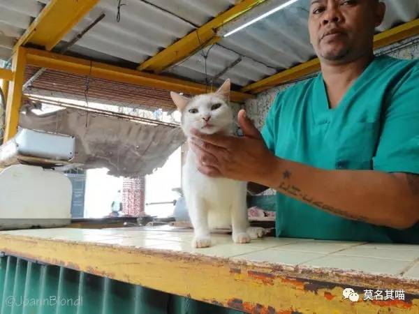 哈瓦那棕猫幼猫,哈瓦那棕猫贵吗值得养吗