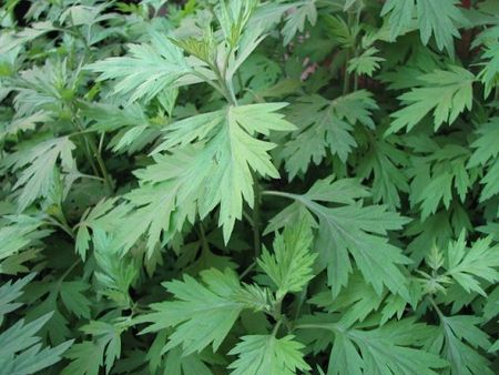 艾灸灸天阙穴有什么好处,艾灸天髎穴作用