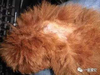 养宠知识宠物狗泪痕怎么处理掉,养宠小知识狗狗拉虫子还吐怎么办