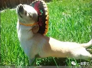 养宠知识宠物狗泪痕怎么处理掉,养宠小知识狗狗拉虫子还吐怎么办