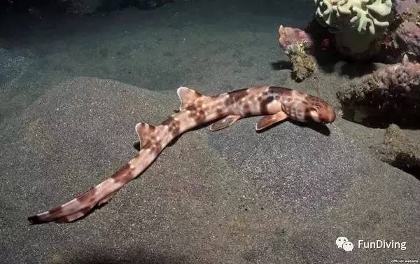 从入门级到朝圣级，船宿该怎么选？