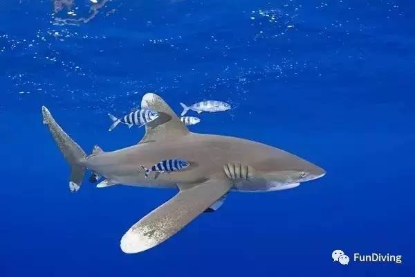 从入门级到朝圣级，船宿该怎么选？